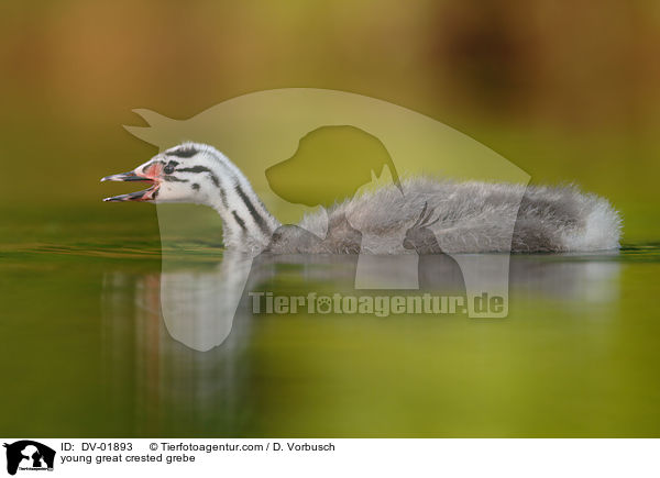 junger Haubentaucher / young great crested grebe / DV-01893
