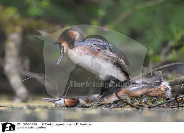 Haubentaucher / great crested grebes / DV-01898