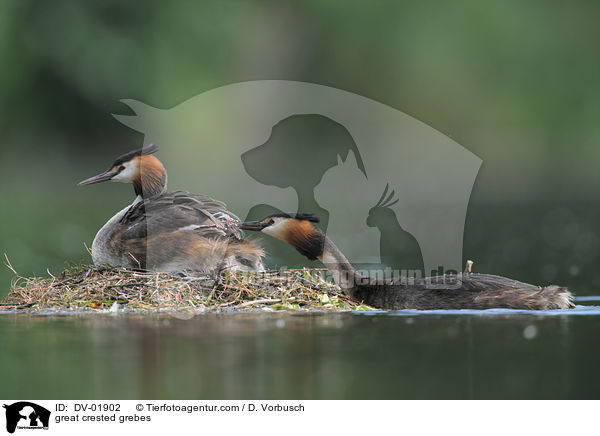 Haubentaucher / great crested grebes / DV-01902