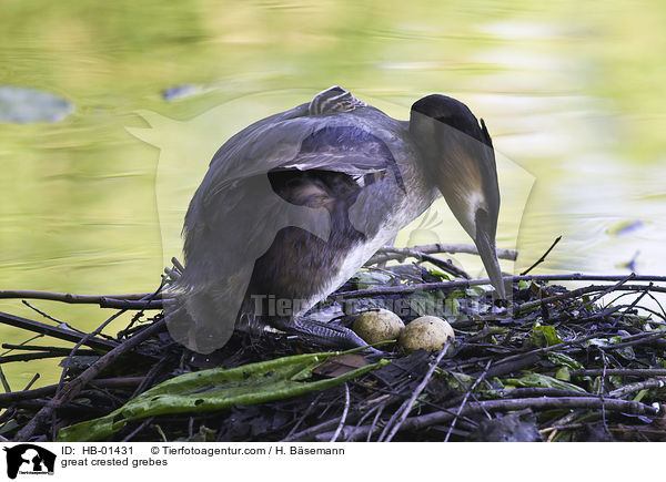 Haubentaucher / great crested grebes / HB-01431