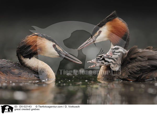 great crested grebes / DV-02143