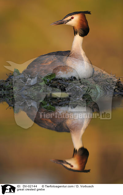 Haubentaucher / great crested grebe / DV-02144