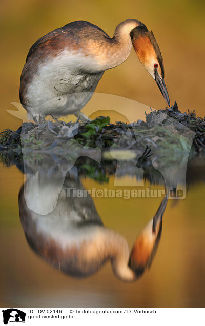 great crested grebe / DV-02146