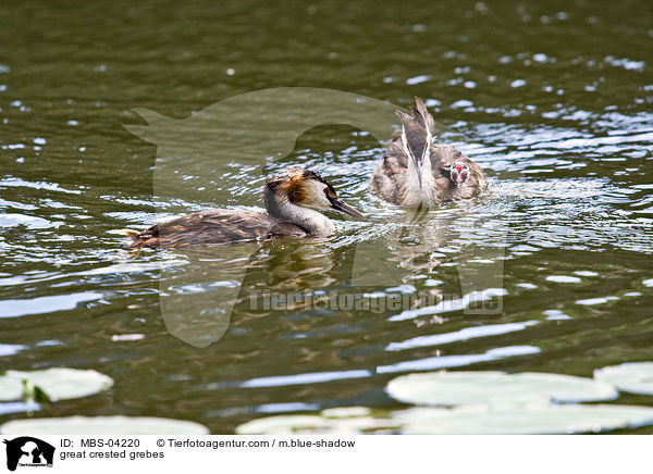 Haubentaucher / great crested grebes / MBS-04220