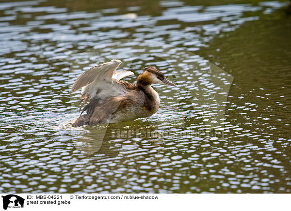 Haubentaucher / great crested grebe / MBS-04221