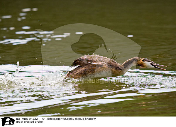 Haubentaucher / great crested grebe / MBS-04222