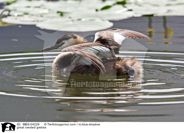 Haubentaucher / great crested grebes / MBS-04229