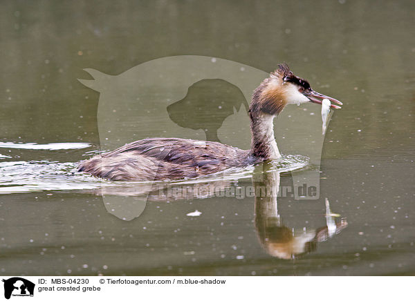Haubentaucher / great crested grebe / MBS-04230