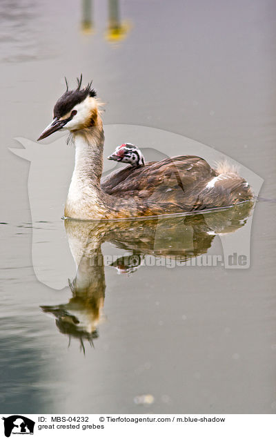 Haubentaucher / great crested grebes / MBS-04232