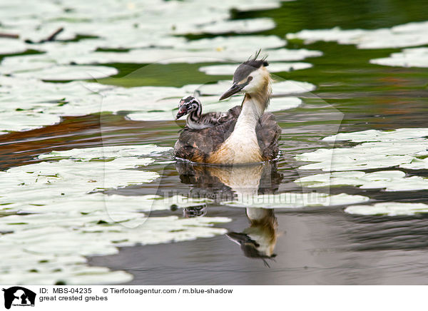 Haubentaucher / great crested grebes / MBS-04235