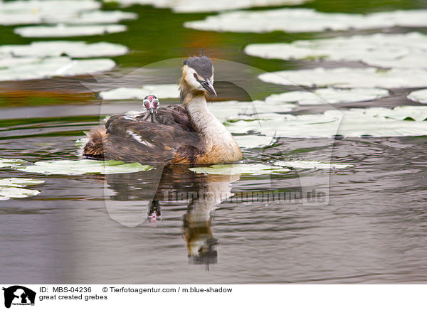 Haubentaucher / great crested grebes / MBS-04236
