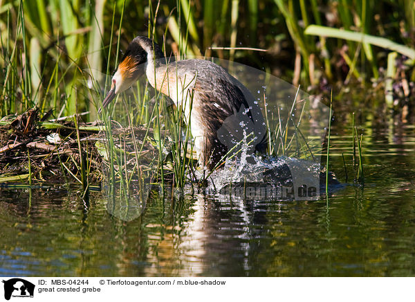 Haubentaucher / great crested grebe / MBS-04244