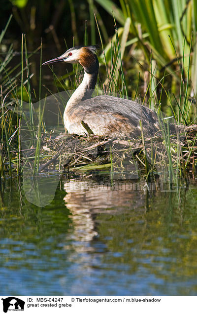 Haubentaucher / great crested grebe / MBS-04247