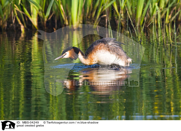 Haubentaucher / great crested grebe / MBS-04249