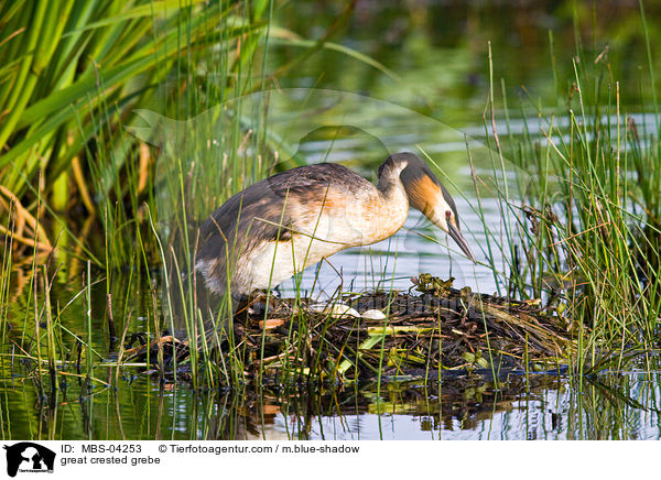 Haubentaucher / great crested grebe / MBS-04253