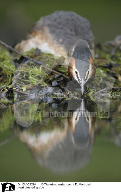 great crested grebe / DV-02294