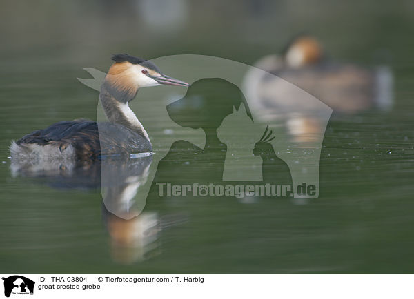 Haubentaucher / great crested grebe / THA-03804