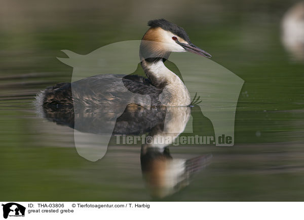 Haubentaucher / great crested grebe / THA-03806