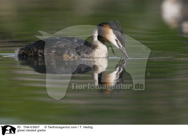 Haubentaucher / great crested grebe / THA-03807