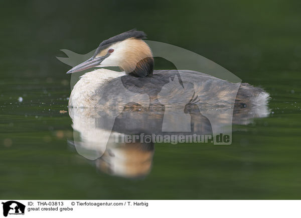 Haubentaucher / great crested grebe / THA-03813