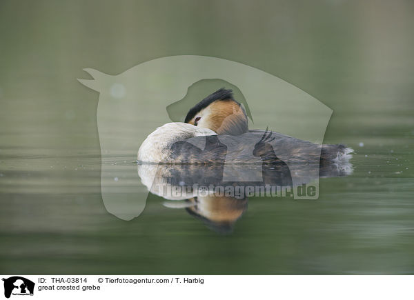 Haubentaucher / great crested grebe / THA-03814