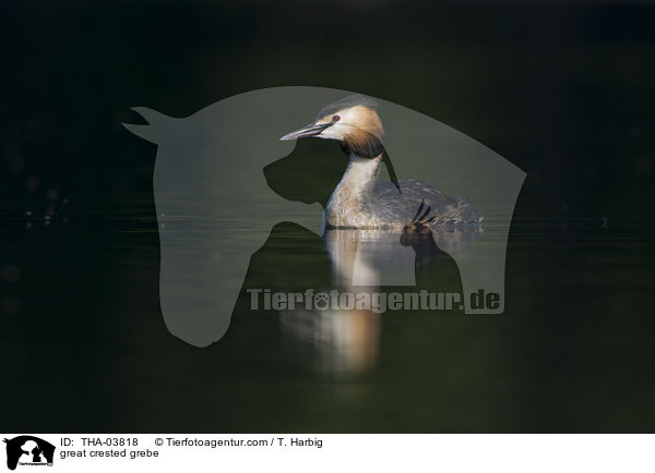Haubentaucher / great crested grebe / THA-03818