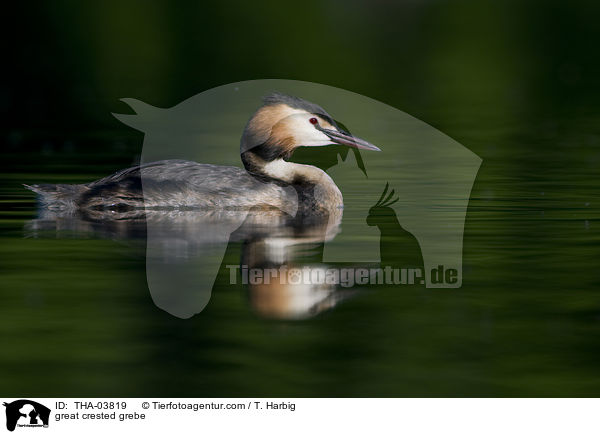 Haubentaucher / great crested grebe / THA-03819