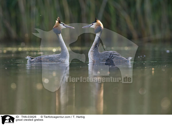 Haubentaucher / great crested grebes / THA-03826