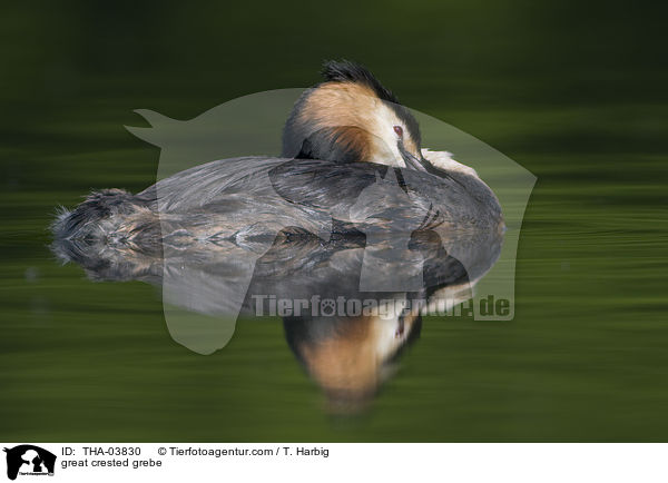 Haubentaucher / great crested grebe / THA-03830