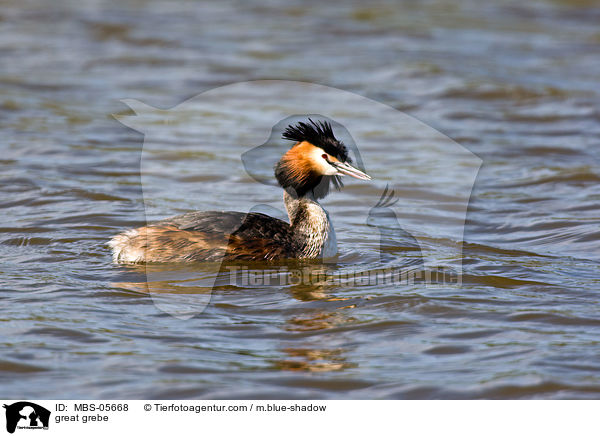Haubentaucher / great grebe / MBS-05668