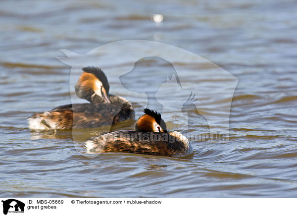Haubentaucher / great grebes / MBS-05669