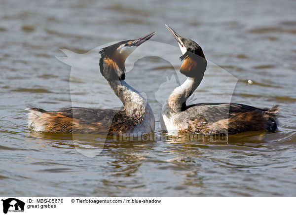 Haubentaucher / great grebes / MBS-05670