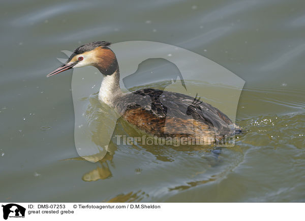 Haubentaucher / great crested grebe / DMS-07253