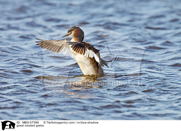 Haubentaucher / great crested grebe / MBS-07586