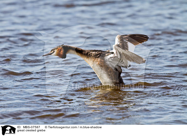 Haubentaucher / great crested grebe / MBS-07587