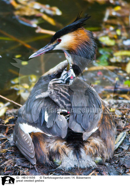 Haubentaucher / great crested grebes / HB-01656