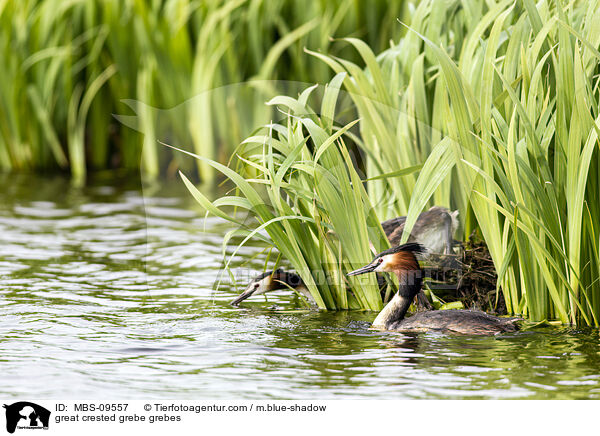 Haubentaucher / great crested grebe grebes / MBS-09557