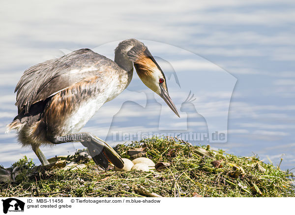 Haubentaucher / great crested grebe / MBS-11456