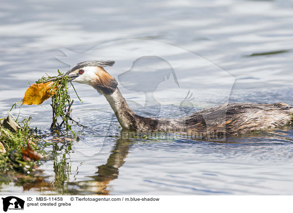 Haubentaucher / great crested grebe / MBS-11458