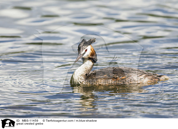 Haubentaucher / great crested grebe / MBS-11459