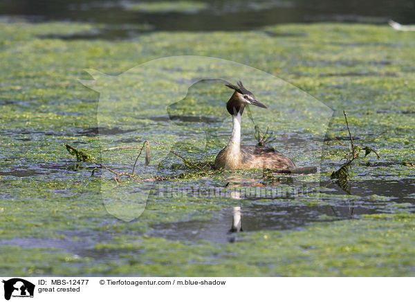 Haubentaucher / great crested / MBS-12477
