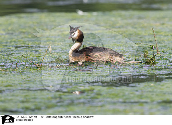 Haubentaucher / great crested / MBS-12479