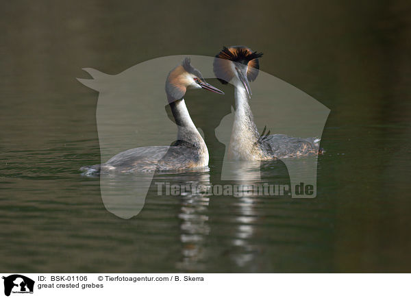 Haubentaucher / great crested grebes / BSK-01106