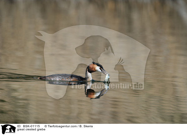Haubentaucher / great crested grebe / BSK-01115