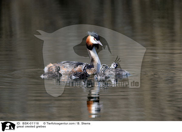 Haubentaucher / great crested grebes / BSK-01118