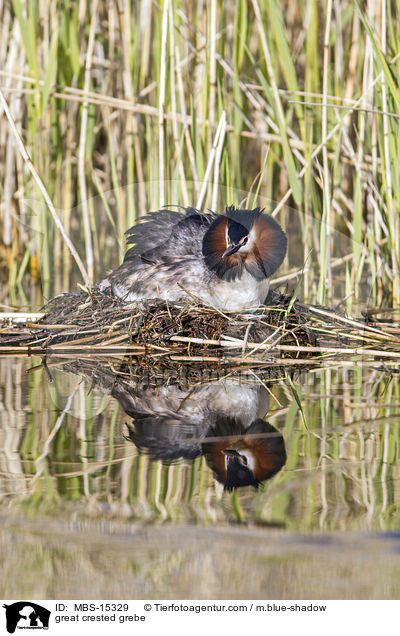 Haubentaucher / great crested grebe / MBS-15329