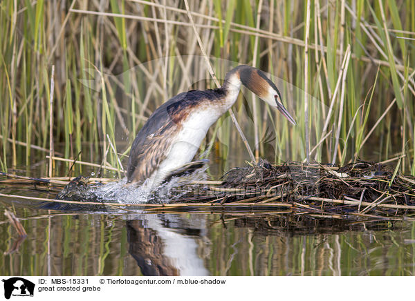 Haubentaucher / great crested grebe / MBS-15331