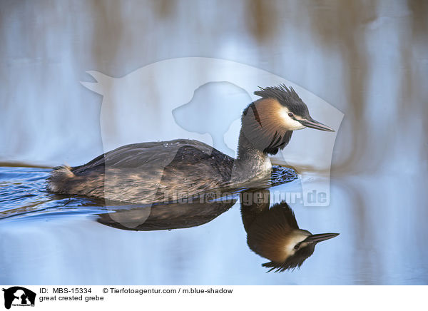 Haubentaucher / great crested grebe / MBS-15334