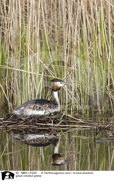 Haubentaucher / great crested grebe / MBS-15345