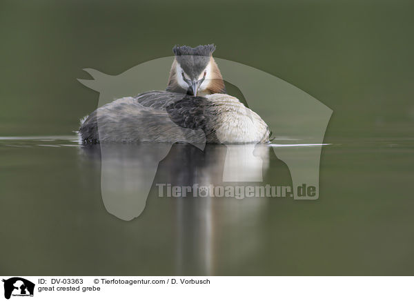 Haubentaucher / great crested grebe / DV-03363
